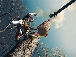 Veszélyes fák kivágása, favágás alpintechnikával és emelőkosárral. Tree Service Kft.